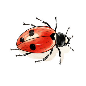 Ladybug